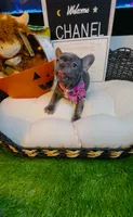 Chanel, a female French Bulldog for sale in Watkinsville, GA – 2 of 7