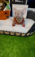 King, a male French Bulldog for sale in Watkinsville, GA – 5 of 10