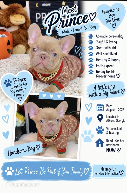 Price – French Bulldog puppy for sale in Watkinsville, GA