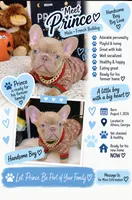 Price, a male French Bulldog for sale in Watkinsville, GA – 1 of 10