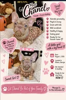 Georgia, a female French Bulldog for sale in Watkinsville, GA – 1 of 5