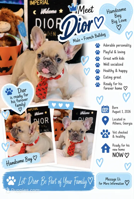 Dior – French Bulldog puppy for sale in Watkinsville, GA