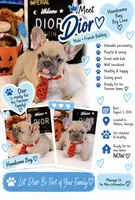 Dior, a male French Bulldog for sale in Watkinsville, GA – 1 of 7