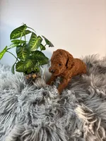 Theo, a male Poodle - Toy  for sale in Rancho Cucamonga, CA – 4 of 4