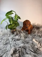 Theo, a male Poodle - Toy  for sale in Rancho Cucamonga, CA – 3 of 4