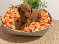 August, a male Poodle - Toy  for sale in Rancho Cucamonga, CA – 3 of 5