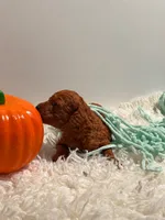 Milo, a male Poodle - Toy  for sale in Rancho Cucamonga, CA – 2 of 5