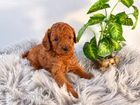 Theo, a male Poodle - Toy  for sale in Rancho Cucamonga, CA – 2 of 4