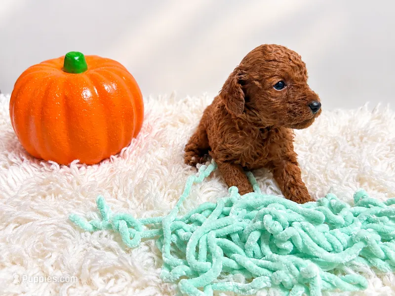 Milo – Poodle - Toy  puppy for sale in Rancho Cucamonga, CA