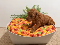 August, a male Poodle - Toy  for sale in Rancho Cucamonga, CA – 5 of 5