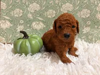 Beau, a male Poodle - Toy  for sale in Rancho Cucamonga, CA – 4 of 4