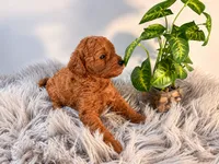 Theo, a male Poodle - Toy  for sale in Rancho Cucamonga, CA – 1 of 4