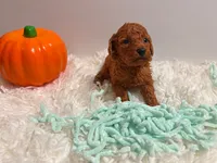 Milo, a male Poodle - Toy  for sale in Rancho Cucamonga, CA – 5 of 5