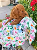 August, a male Poodle - Toy  for sale in Rancho Cucamonga, CA – 2 of 5