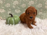 Beau, a male Poodle - Toy  for sale in Rancho Cucamonga, CA – 3 of 4
