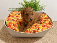 August, a male Poodle - Toy  for sale in Rancho Cucamonga, CA – 4 of 5