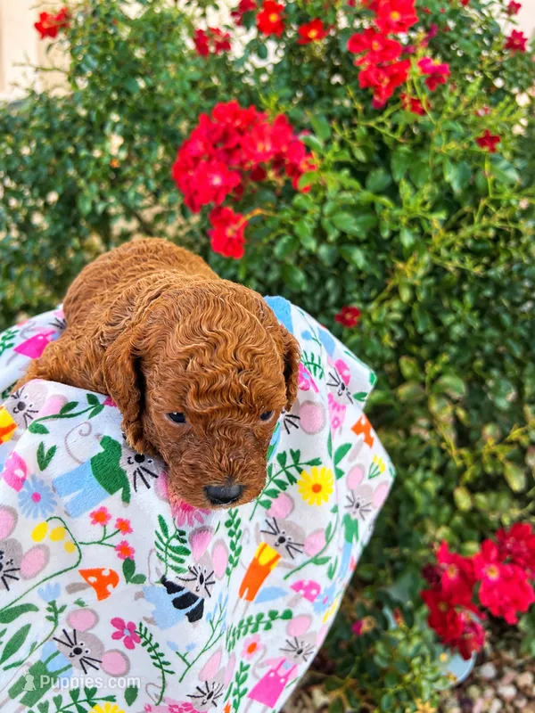 August – Poodle - Toy  puppy for sale in Rancho Cucamonga, CA