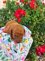 August, a male Poodle - Toy  for sale in Rancho Cucamonga, CA – 1 of 5
