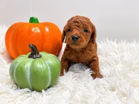 Beau, a male Poodle - Toy  for sale in Rancho Cucamonga, CA – 2 of 4