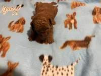 Milo, a male Poodle - Toy  for sale in Rancho Cucamonga, CA – 3 of 5