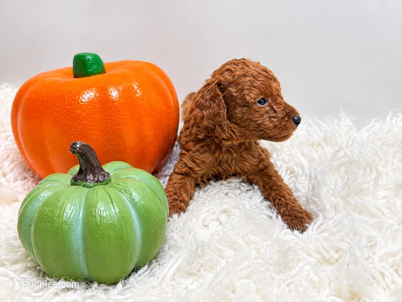 Beau – Poodle - Toy  puppy for sale in Rancho Cucamonga, CA