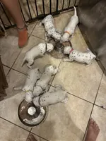 Blue, a female Dalmatian for sale in Surprise, AZ – 3 of 3