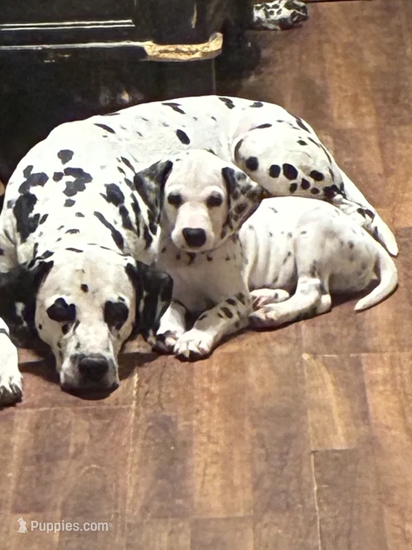 Orange – Dalmatian puppy for sale in Surprise, AZ