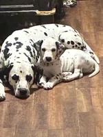 Orange, a male Dalmatian for sale in Surprise, AZ – 1 of 3