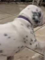 processed/30b18e6a-b4a6-4de6-8b87-9e44e5f7d79f/listing/0cdfb484-86d1-4ab0-8672-4b76b2f62d80/f33a4326-0f68-4f84-be9f-093cfd01e124