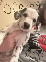 Orange, a male Dalmatian for sale in Surprise, AZ – 3 of 3
