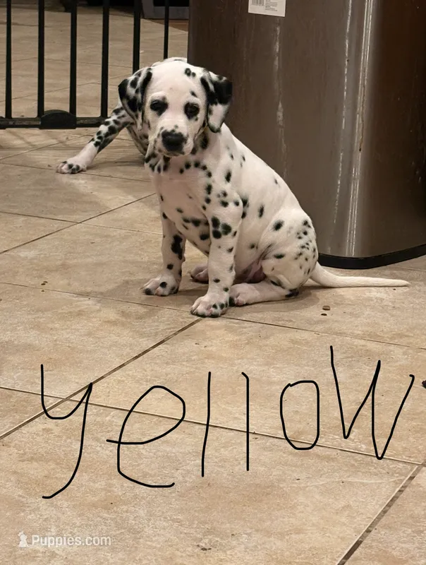 Dalmatian yellow – Dalmatian puppy for sale in Surprise, AZ