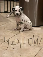 Dalmatian yellow, a male Dalmatian for sale in Surprise, AZ – 1 of 2