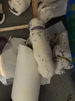 Dalmatian Purple, a male Dalmatian for sale in Surprise, AZ – 2 of 2