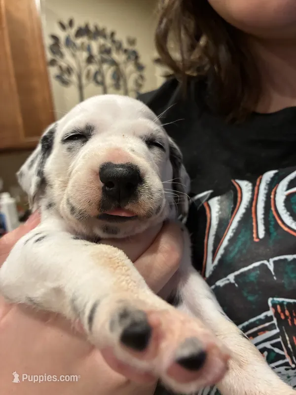 Blue – Dalmatian puppy for sale in Surprise, AZ