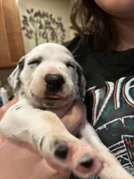 Blue, a female Dalmatian for sale in Surprise, AZ – 1 of 3