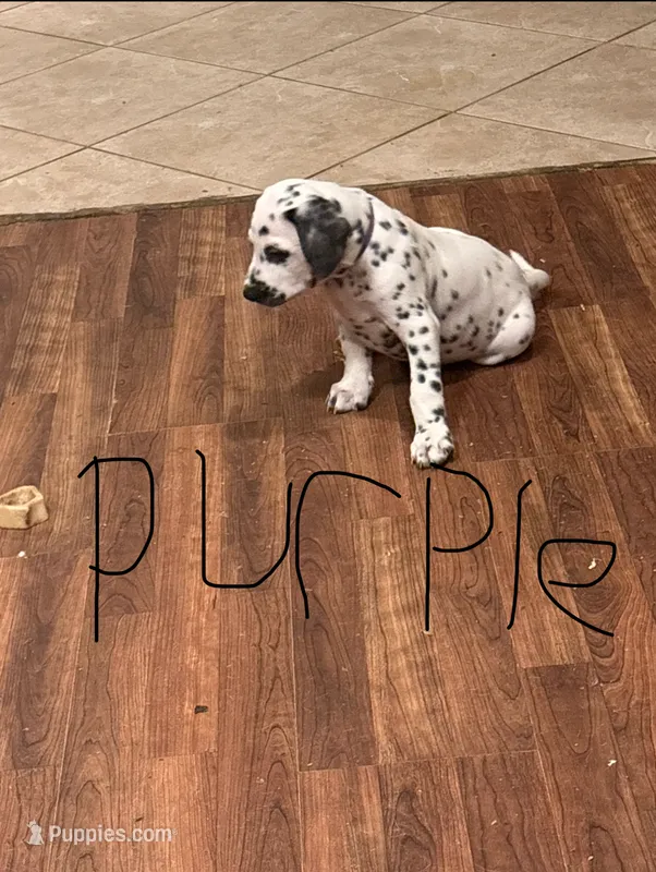Dalmatian Purple – Dalmatian puppy for sale in Surprise, AZ