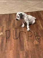 Dalmatian Purple, a male Dalmatian for sale in Surprise, AZ – 1 of 2