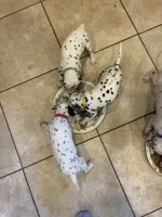 processed/30b18e6a-b4a6-4de6-8b87-9e44e5f7d79f/listing/c95f85be-4cdd-4ea4-b6f0-2cbdd594e84c/dbaca001-f66a-4375-93b3-cb358907aeb6