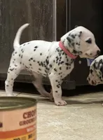 processed/30b18e6a-b4a6-4de6-8b87-9e44e5f7d79f/listing/c95f85be-4cdd-4ea4-b6f0-2cbdd594e84c/f49e0dfc-f165-442c-a800-00009e499592