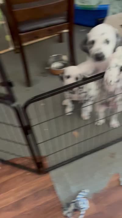 Orange, a male Dalmatian for sale in Surprise, AZ – 2 of 3