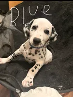 Blue, a female Dalmatian for sale in Surprise, AZ – 2 of 3