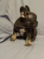 Bluey, a male French Bulldog for sale in Fresno, CA – 4 of 7