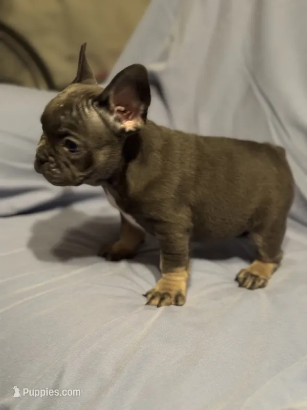 Bluey – French Bulldog puppy for sale in Fresno, CA