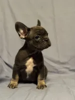 Bluey, a male French Bulldog for sale in Fresno, CA – 6 of 7