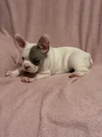 Sparkle , a female French Bulldog for sale in Fresno, CA – 5 of 7