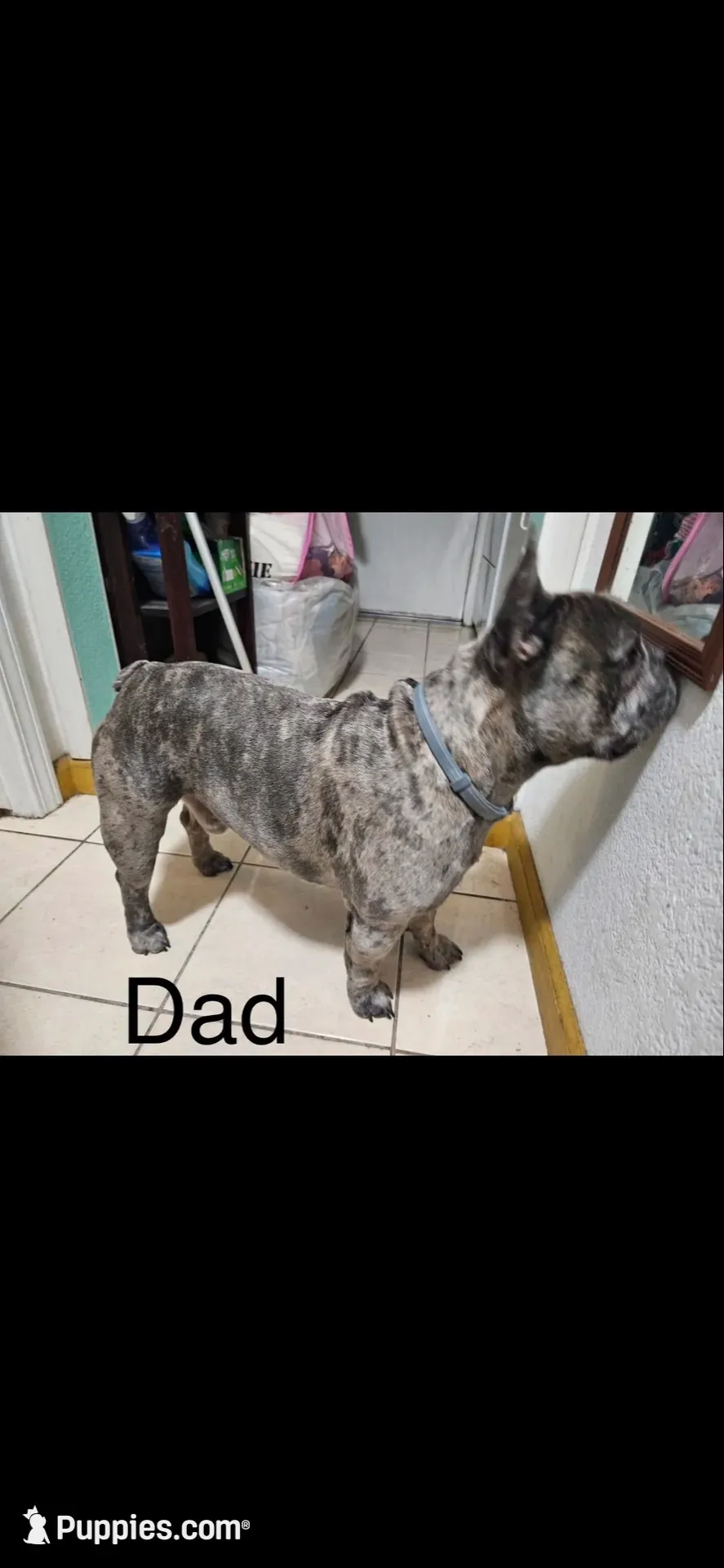 Bluey, a male French Bulldog for sale in Fresno, CA – 2 of 7