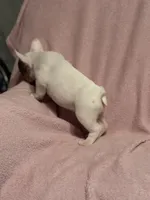 Sparkle , a female French Bulldog for sale in Fresno, CA – 2 of 7