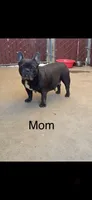 Bluey, a male French Bulldog for sale in Fresno, CA – 3 of 7