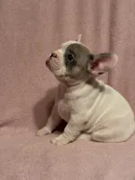 Sparkle , a female French Bulldog for sale in Fresno, CA – 4 of 7