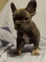 Bluey, a male French Bulldog for sale in Fresno, CA – 5 of 7